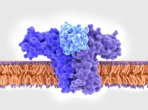 Receptors of Cytokines