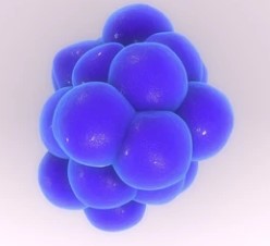 Cytokine Structure