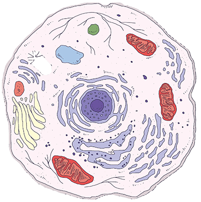 Cytoplasmic protein extraction service