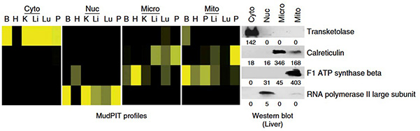 MudPIT profiles and western blot of markers for the four subcellular fractions: nuclei, cytosol, microsomes and mitochondria