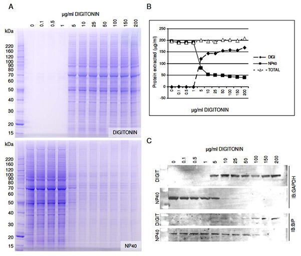 Crude subcellular fractionation of cultured mammalian cell lines