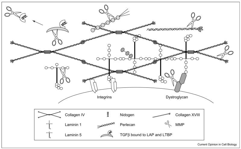 Structure of G protein-coupled receptor.