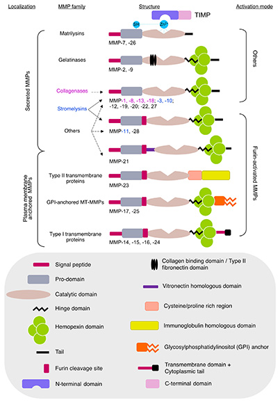 Structure of G protein-coupled receptor.
