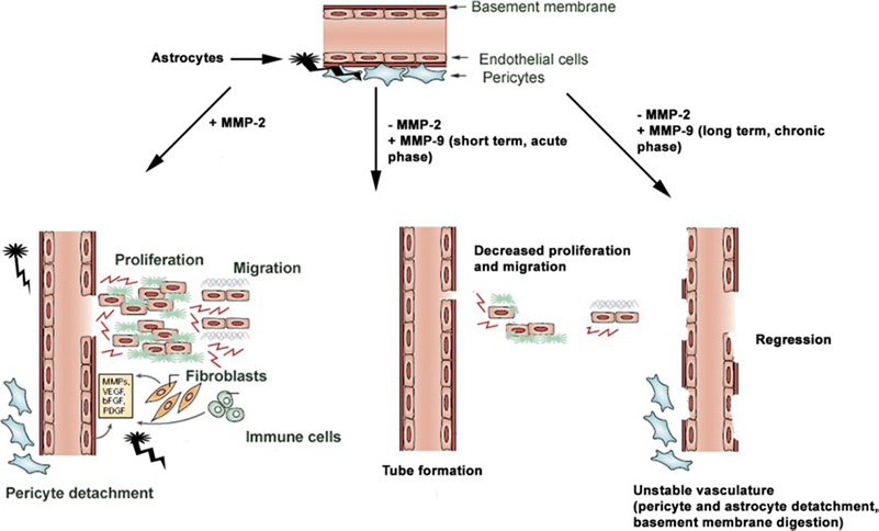 Structure of G protein-coupled receptor.