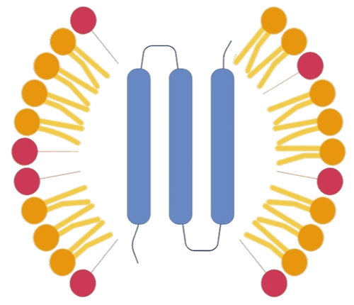 Detergent micelle platform