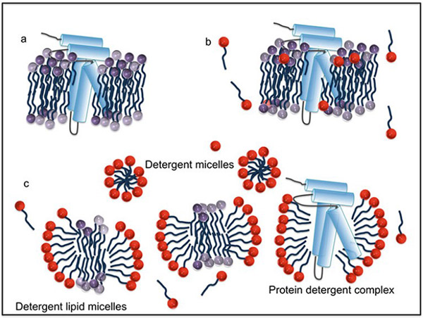 Illustrating of detergent lipid micelles and protein detergent complex