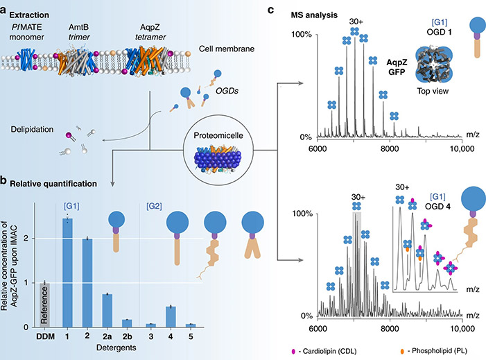 Oligoglycerol detergents tailor the purification and native MS analysis of membrane proteins