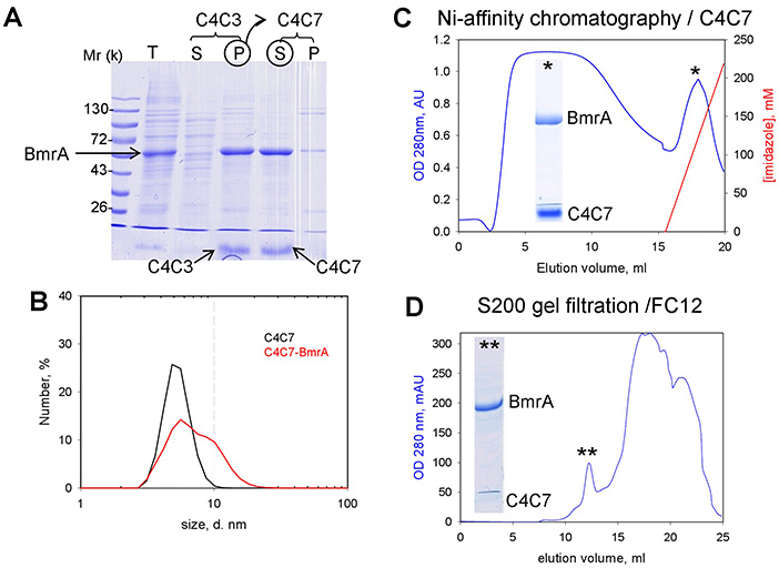 Modular detergents tailor the purification and structural analysis of membrane proteins including G-protein coupled receptors