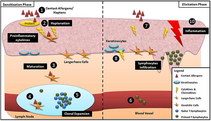 Mechanisms and key events of skin sensitization during sensitization and elicitation phases