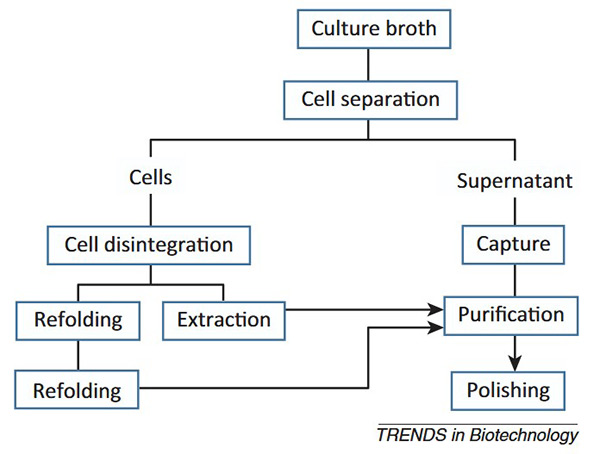 Workflow of downstream processing of recombinant proteins.