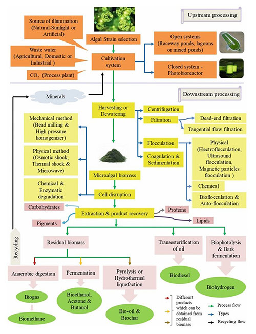 Workflow of downstream processing in microalgal biometabolite production.