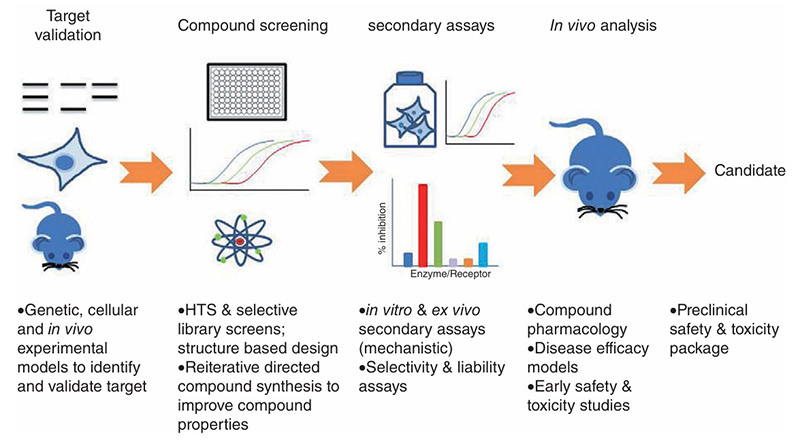Key components of drug discovery screening: Target validation, compound screening, secondary assays, and in vivo analysis.