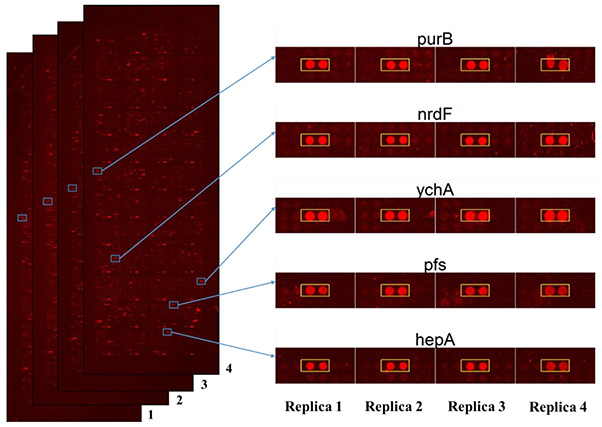 Images of Escherichia coli proteome microarrays and the representative protein targets of polyphemusin-I.
