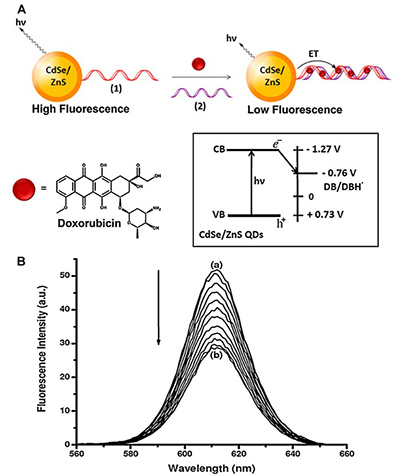 Electron-transfer quenching of nucleic acid-functionalized CdSe/ZnS quantum dots by doxorubicin.