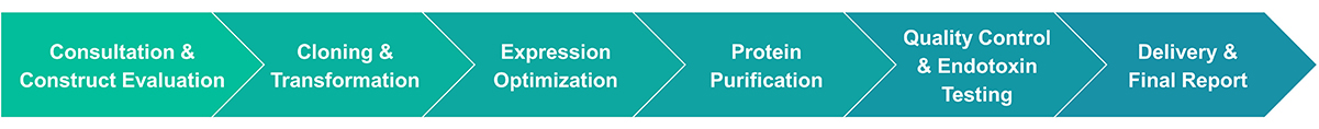 Workflow of endotoxin-free protein production service