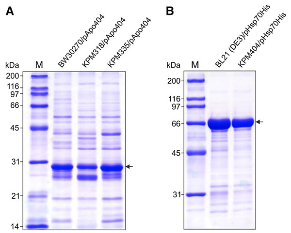 Genetic detoxification of E. coli for endotoxin-free recombinant protein expression