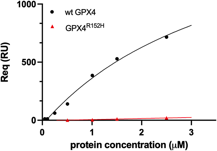 Role of Arg152 in GPX4 activity and its implications in Sedaghatian-type spondylometaphyseal dysplasia.