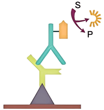Creative BioMart enzyme/antibody conjugation service
