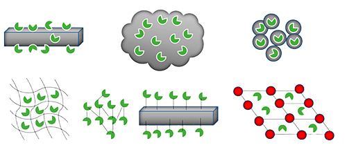 Overview of enzyme immobilization service