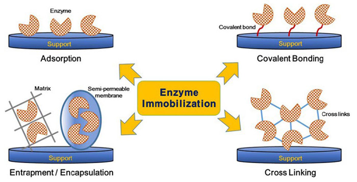 Methods of enzyme immobilization: adsorption, covalent bonding, entrapment, and cross-linking