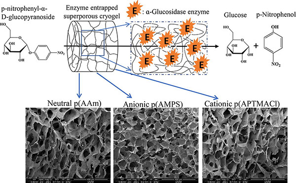 Cryogel reactors enhancing α-Glucosidase activity and stability via entrapment