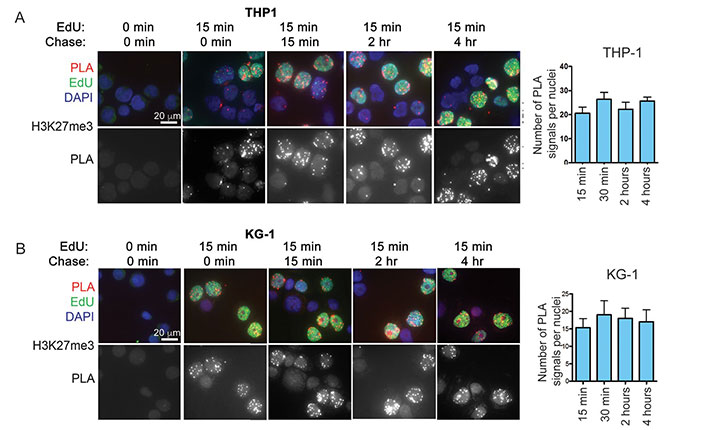 Accumulation of H3K27me3 on nascent DNA of acute myelogenous leukemia cells.