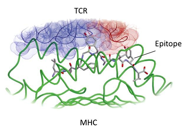 An example of epitope mapping: TCR binds to MHC.