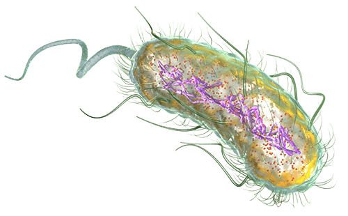 Escherichia coli display platform for protein engineering and antibody discovery at Creative BioMart
