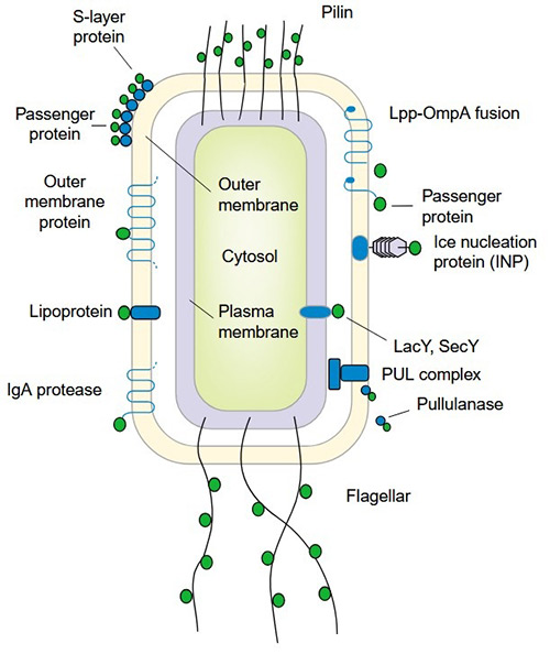 Diagram illustrating the display strategies in Gram-negative bacteria