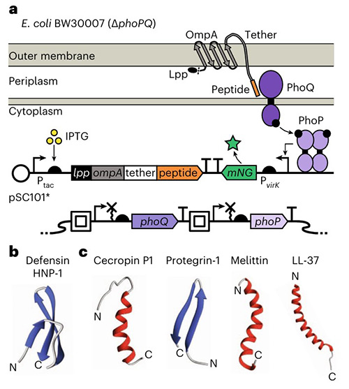 PhoPQ is activated by E. coli surface-displayed peptides