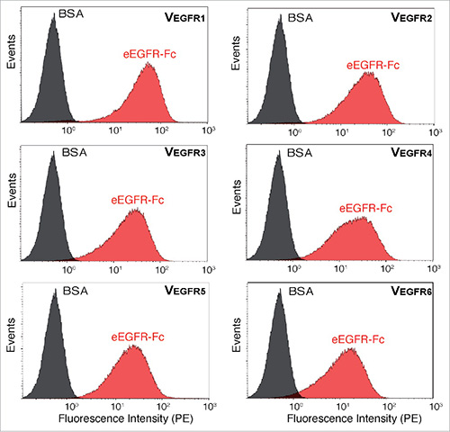 Screening of bacterial clones binding EGFR using E. coli display technology
