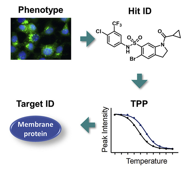 Thermal proteome profiling identifying P2X4 receptor as target of autophagy inhibitor indophagolin