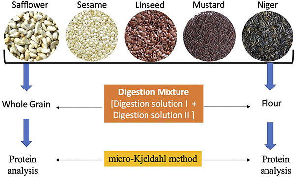 Rapid protein quantification method in oilseed crops compared to standard protocol