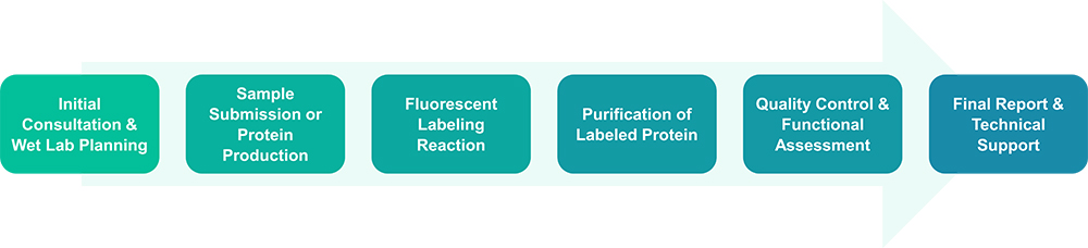 In vitro fluorescent labeling workflow diagram for protein and antibody labeling services
