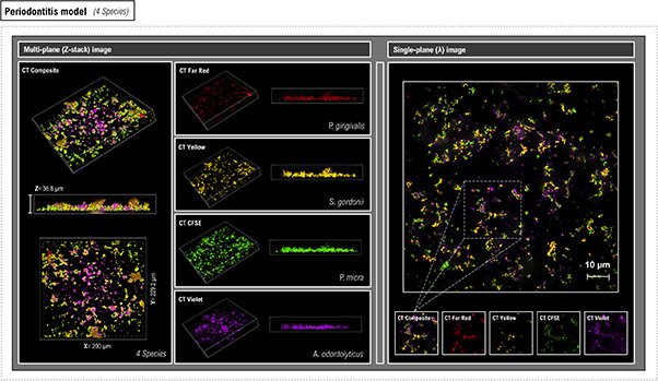 Illustration of computational design combined with phage display for targeted protein engineering