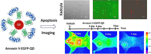 Fluorescence imaging of antibody&ndash;drug conjugate tumor apoptosis using annexin V&ndash;EGFP quantum dot probes