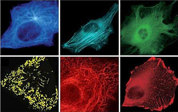 2. Fluorescence microscopy images showing labeled proteins inside fixed cells