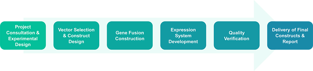 Workflow for the in vivo fluorescent protein labeling service