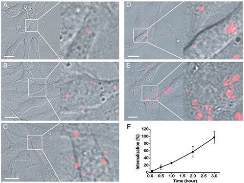 Live-cell microscopy visualization of exosome uptake and intracellular trafficking