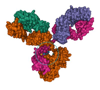 Antibody structure with glycosylation modification