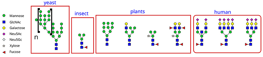 Fucose localization on N-linked glycans of mammalian, insect, and plant cells