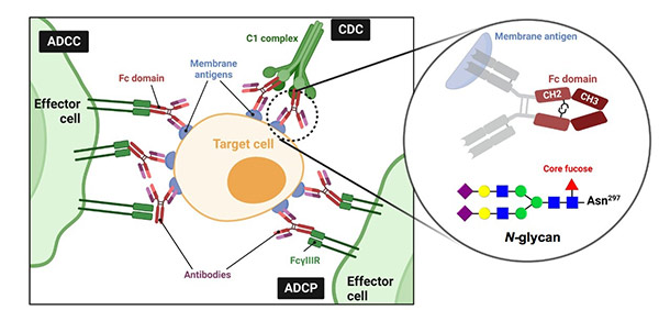 Overview of antibody fucosylation and known metabolic inhibitors
