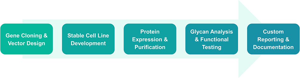Workflow of fucose-free protein expression service