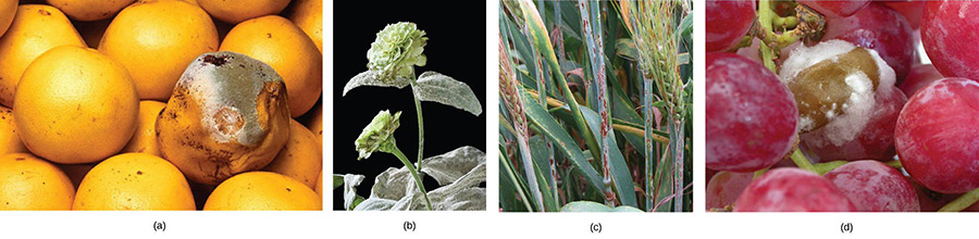 Examples of mycotoxins.