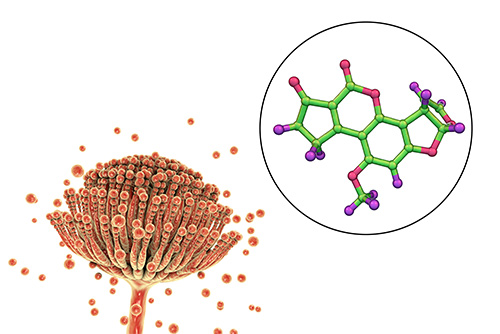 Fungi Aspergillus and structure of aflatoxin.