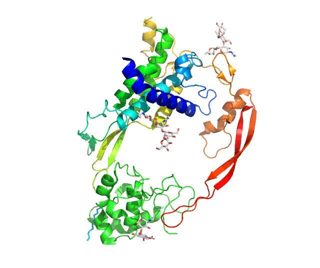 Crystal structure of Wnt8 (rainbow coloring) bound to the cysteine rich domain of Frizzled8 (green).