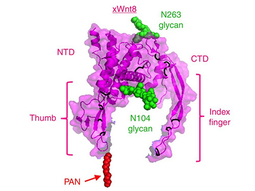 Structure of xWnt8; Regimbald-Dumas et al., 2016.