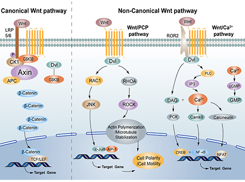 The canonical and non-canonical Wnt signaling pathway; Zhu and Li, 2023.