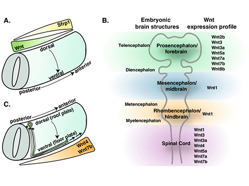 Wnt signaling in the developing mammalian brain; Kimberly et al., 2012.