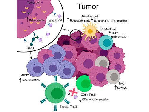 Wnt/β-catenin signaling and tumor immunomodulation; Goldsberry et al., 2019.